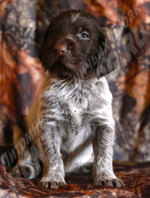 Щенок дратхаар